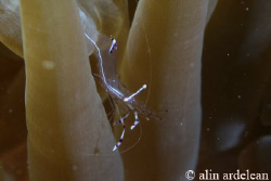 Shrimp inside of an anemone, Sharm El Sheikh, Egypt. Cano... by Alin Ardelean 